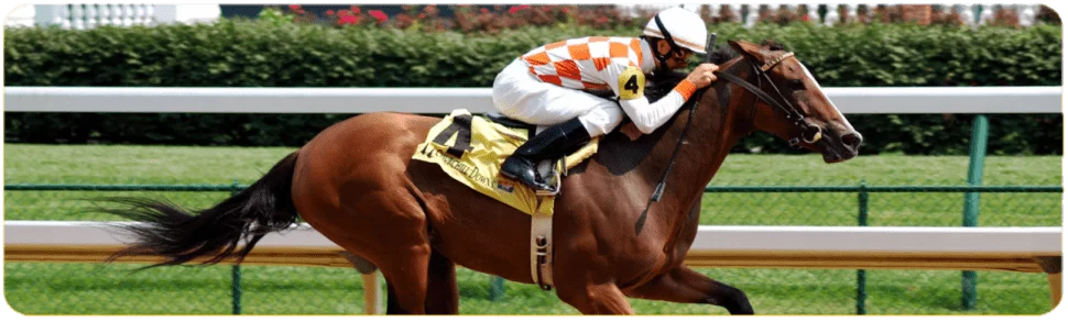 Lucky 31 strategy in online horse betting